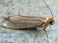 Clothes Moth