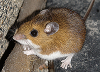House mouse