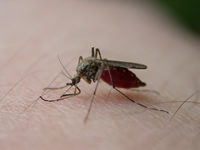 mosquito