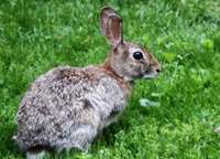 rabbit