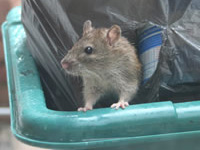 rat